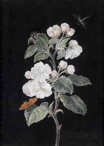 蝶とリンゴの花 作： Margaretha Barbara Dietzsch